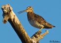 Gallinago delicata